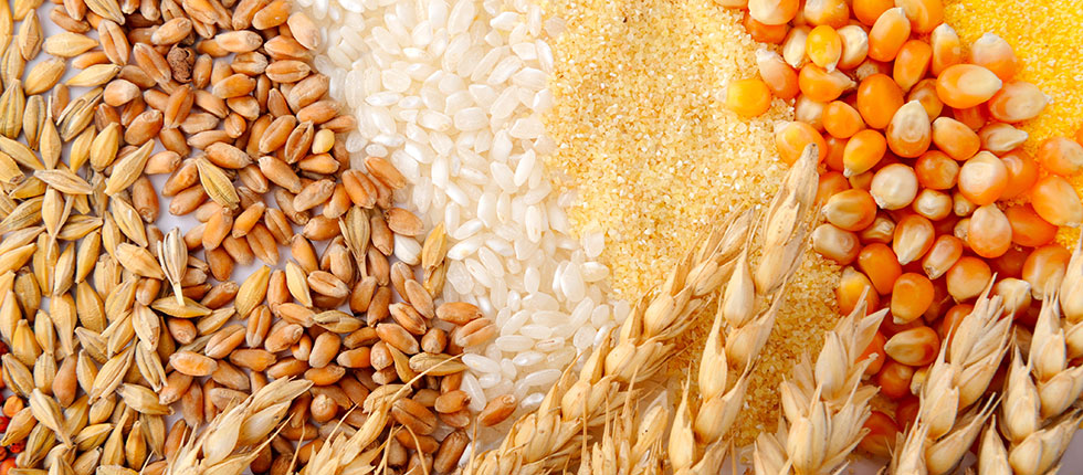 Mosaic of grains we trade — wheat, rice, corn, millet